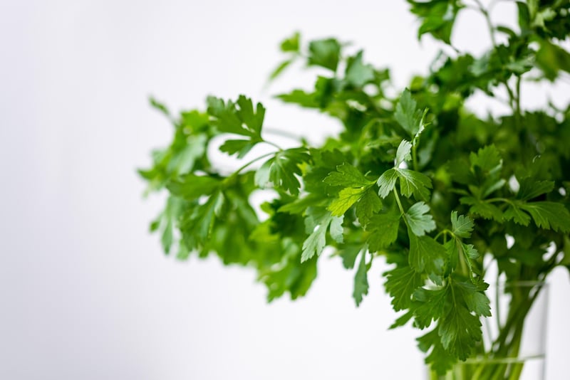 Herb Garden Box