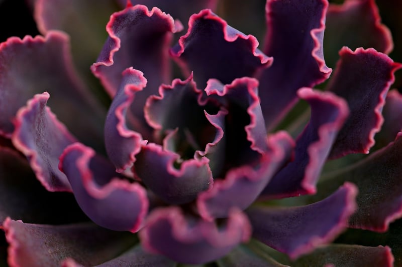 Succulent Frame